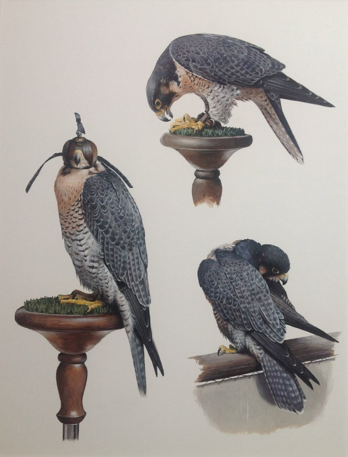 MAJESTIC FALCON PERCH CANVAS POSTER