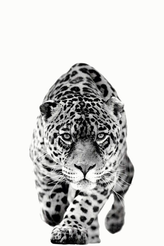 SHADOW LEOPARD STARE CANVAS POSTER