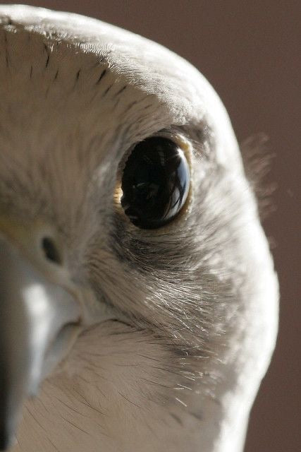 WHITE FALCON VISION CANVAS POSTER