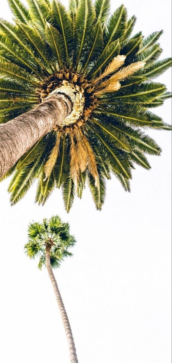 SUMMER PALM SILHOUETTE CANVAS POSTER