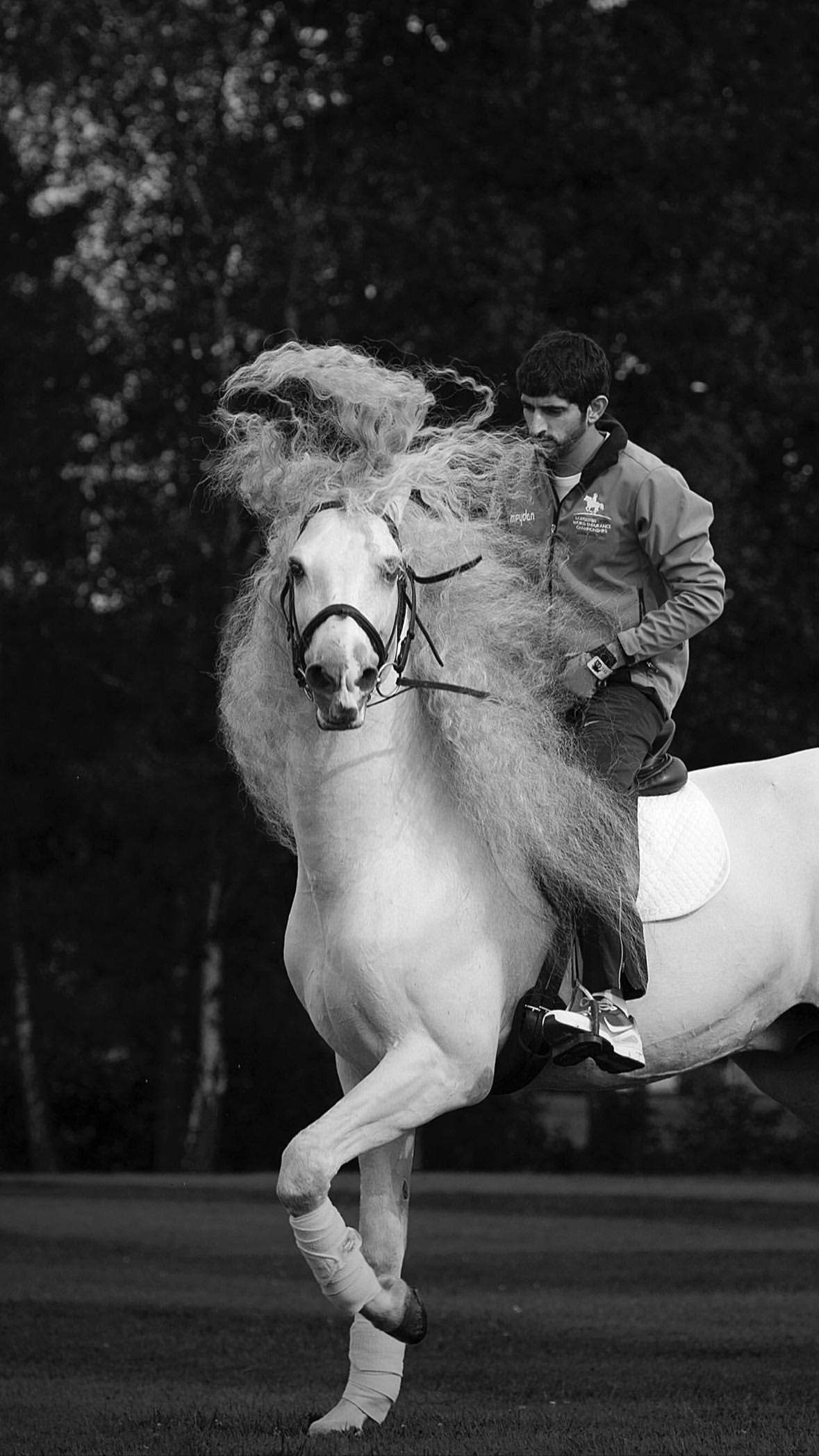 SHEIKH HAMDAN BIN MOHAMMED AL MAKTOUM HORSE HERITAGE CANVAS POSTER