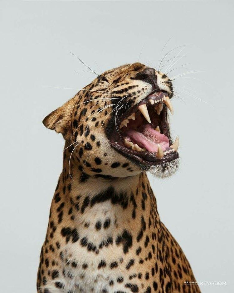 ROARING LEOPARD WILDLIFE CANVAS POSTER