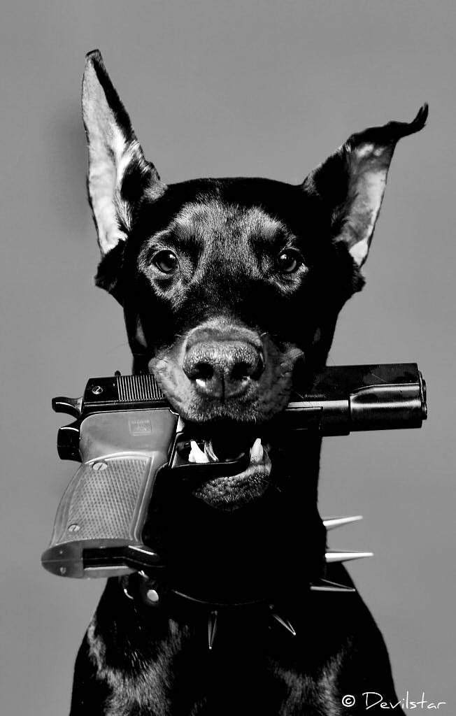 TOUGH DOBERMAN DOG CANVAS POSTER
