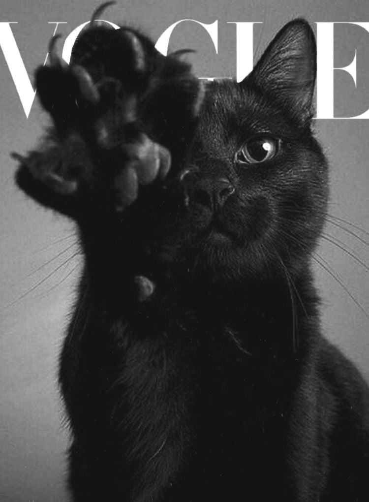 CUTE VOGUE INSPIRED CAT CANVAS POSTER