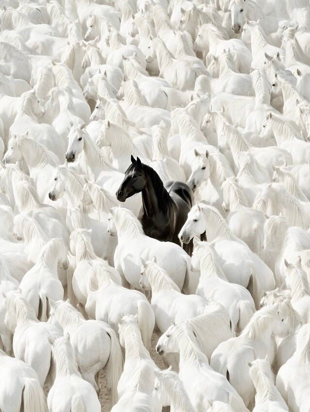 UNIQUE BLACK STALLION IN WHITE HORSES CANVAS POSTER