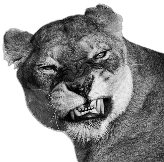 FEROCIOUS LIONESS RAW POWER WILDLIFE CANVAS POSTER