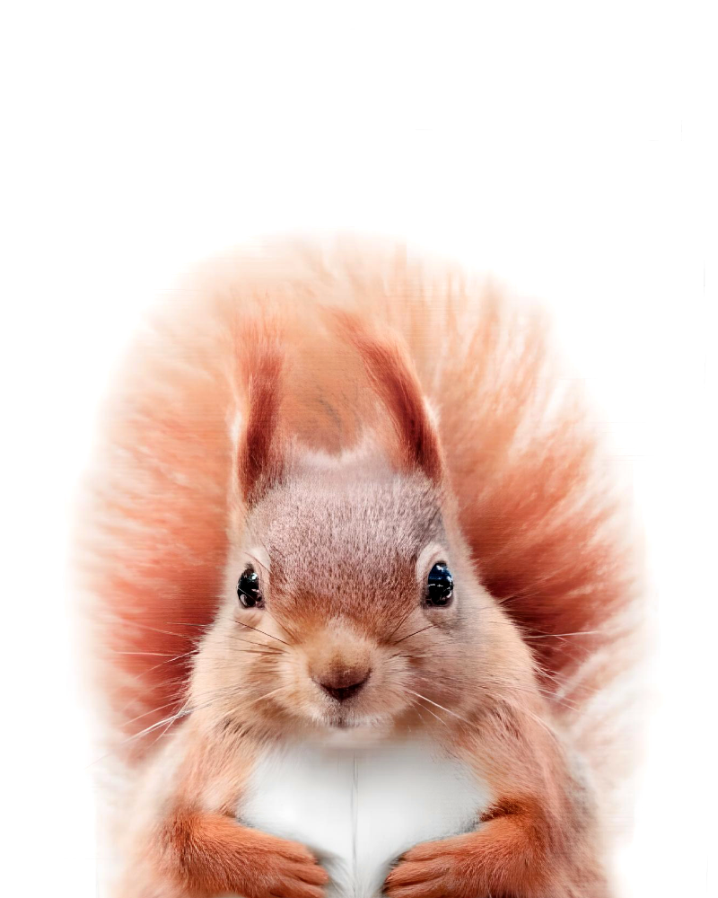 CUTE ANIMAL CANVAS POSTER