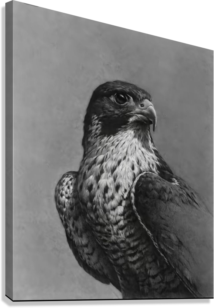 FALCON MAJESTY SHARP VISION AND SPEED WILDLIFE ART CANVAS POSTER