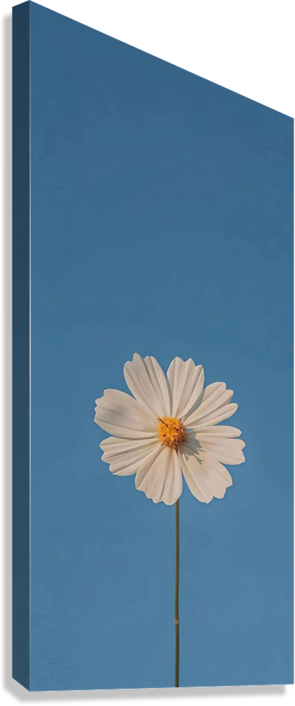 SINGLE DAISY AESTHETIC CANVAS POSTER