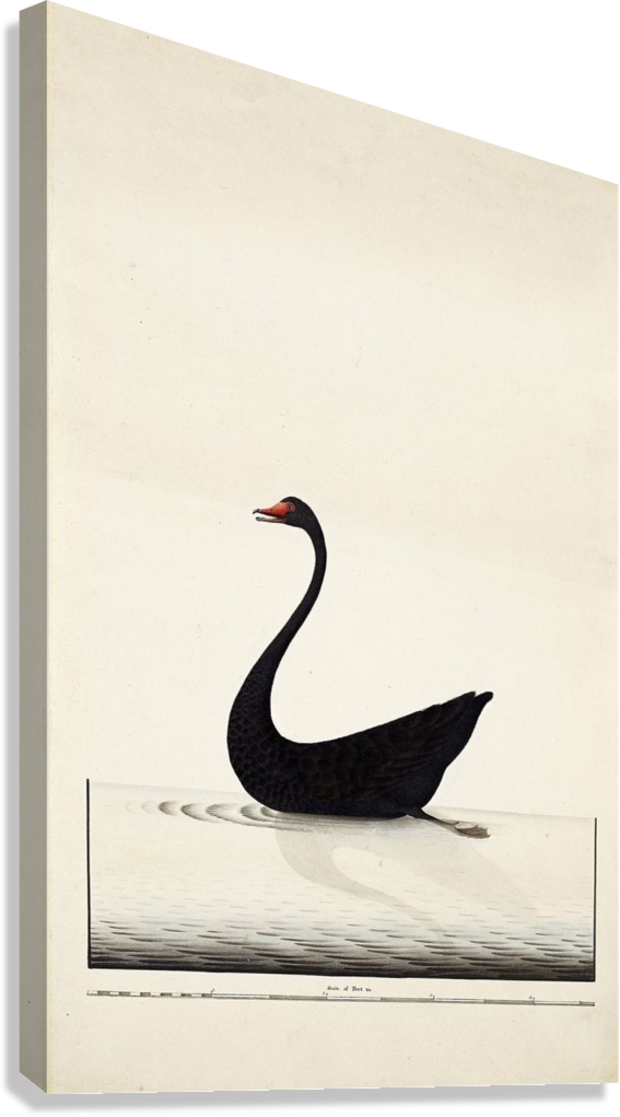 BLACK SWAN VINTAGE CANVAS POSTER