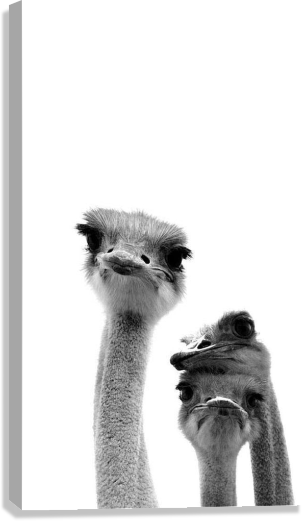 CURIOUS OSTRICH TRIO CANVAS POSTER