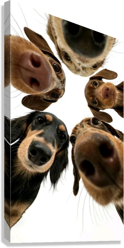 CURIOUS PUPPY FACES CANVAS POSTER