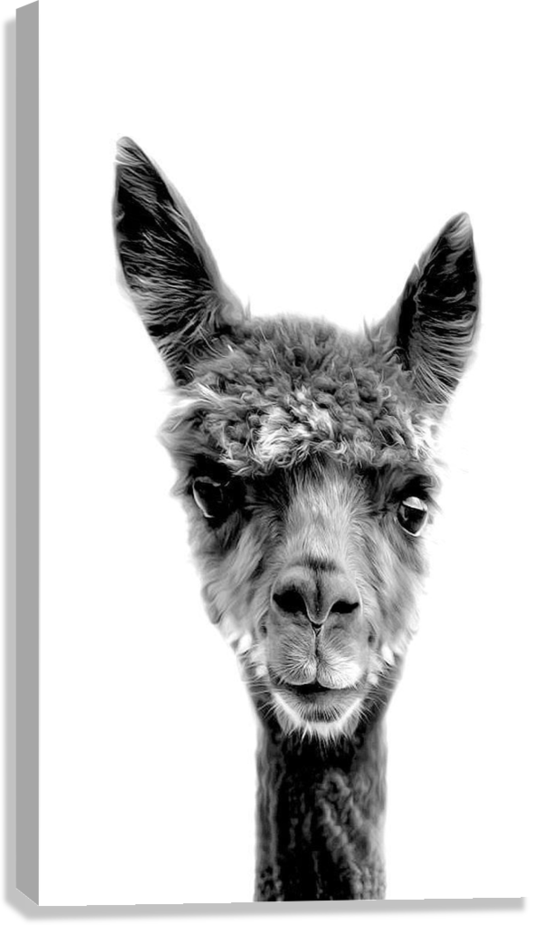 CUTE LLAMA PORTRAIT CANVAS POSTER