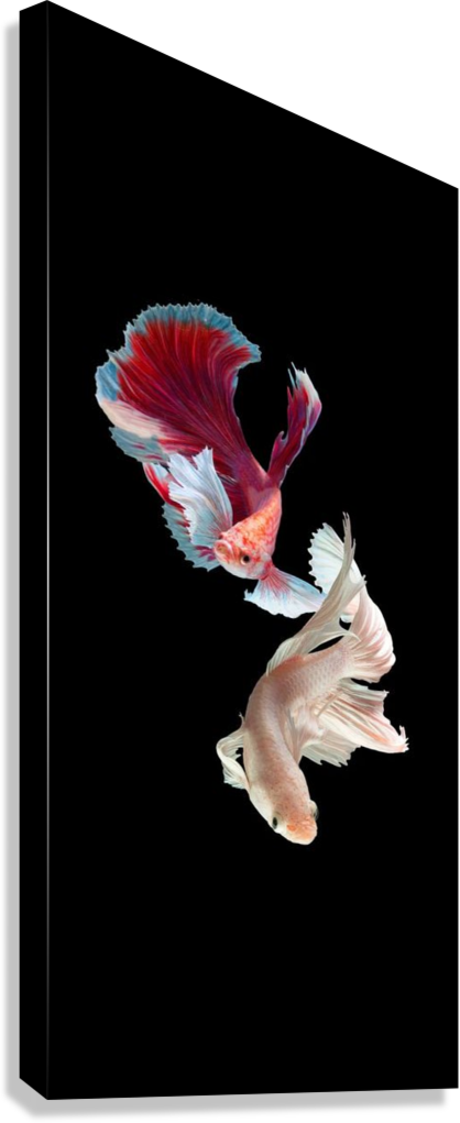ELEGANT FISH DUO CANVAS POSTER