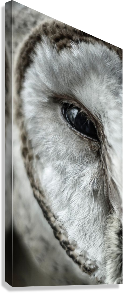 SILENT OWL GAZE CANVAS POSTER