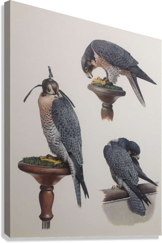 MAJESTIC FALCON PERCH CANVAS POSTER