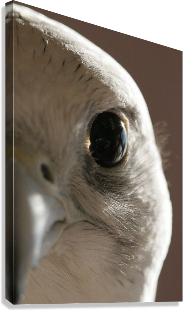 WHITE FALCON VISION CANVAS POSTER