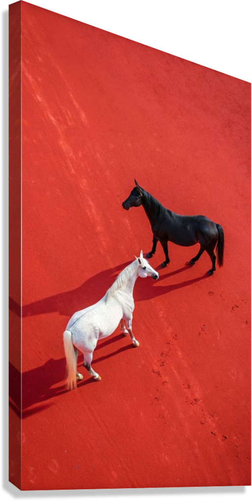ARTISTIC BLACK AND WHITE HORSE PAIR CANVAS POSTER