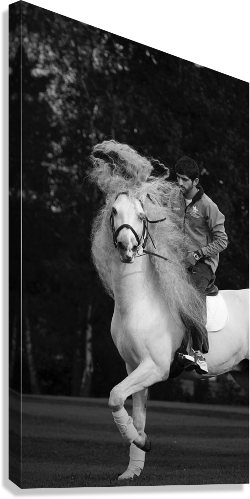 SHEIKH HAMDAN BIN MOHAMMED AL MAKTOUM HORSE HERITAGE CANVAS POSTER