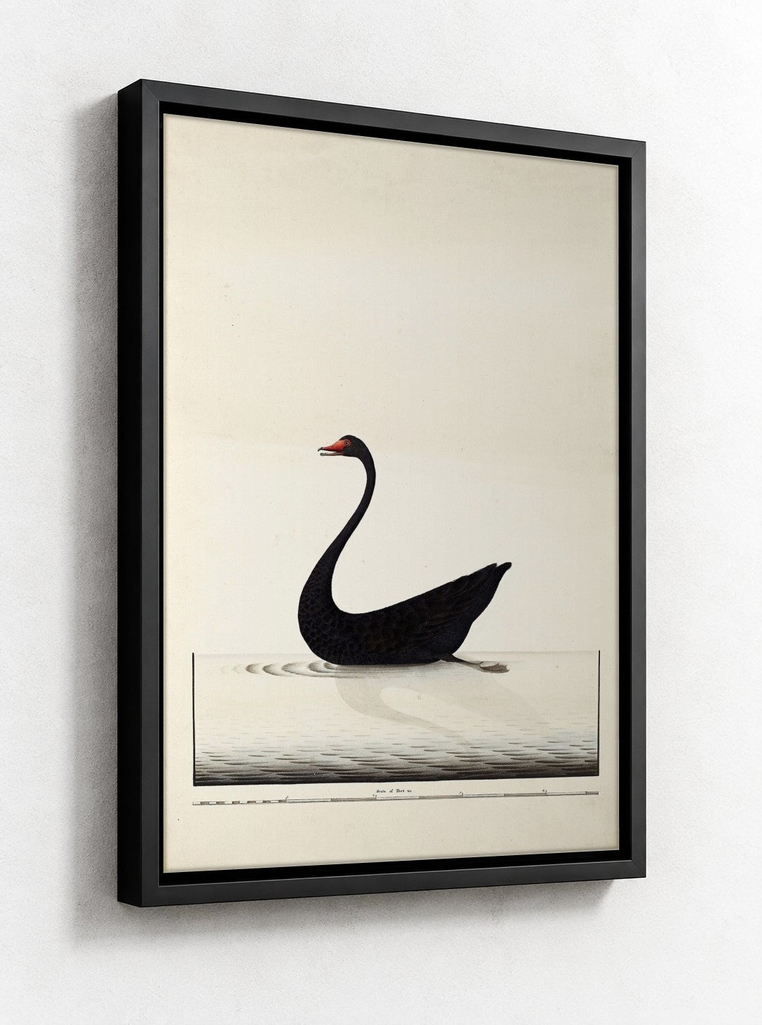 Black floater