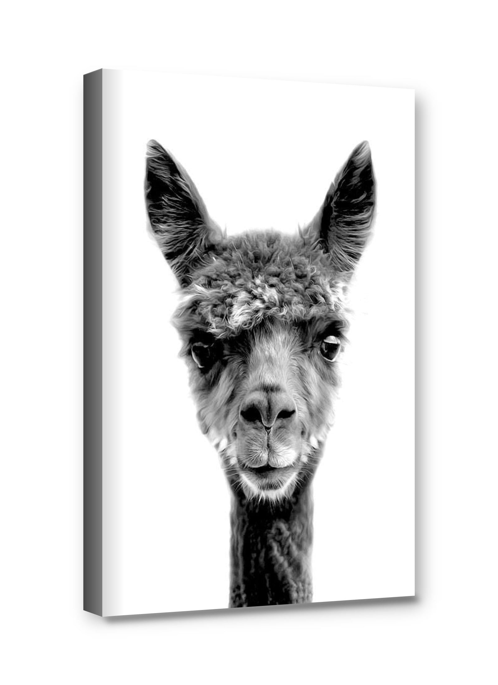 Framed canvas